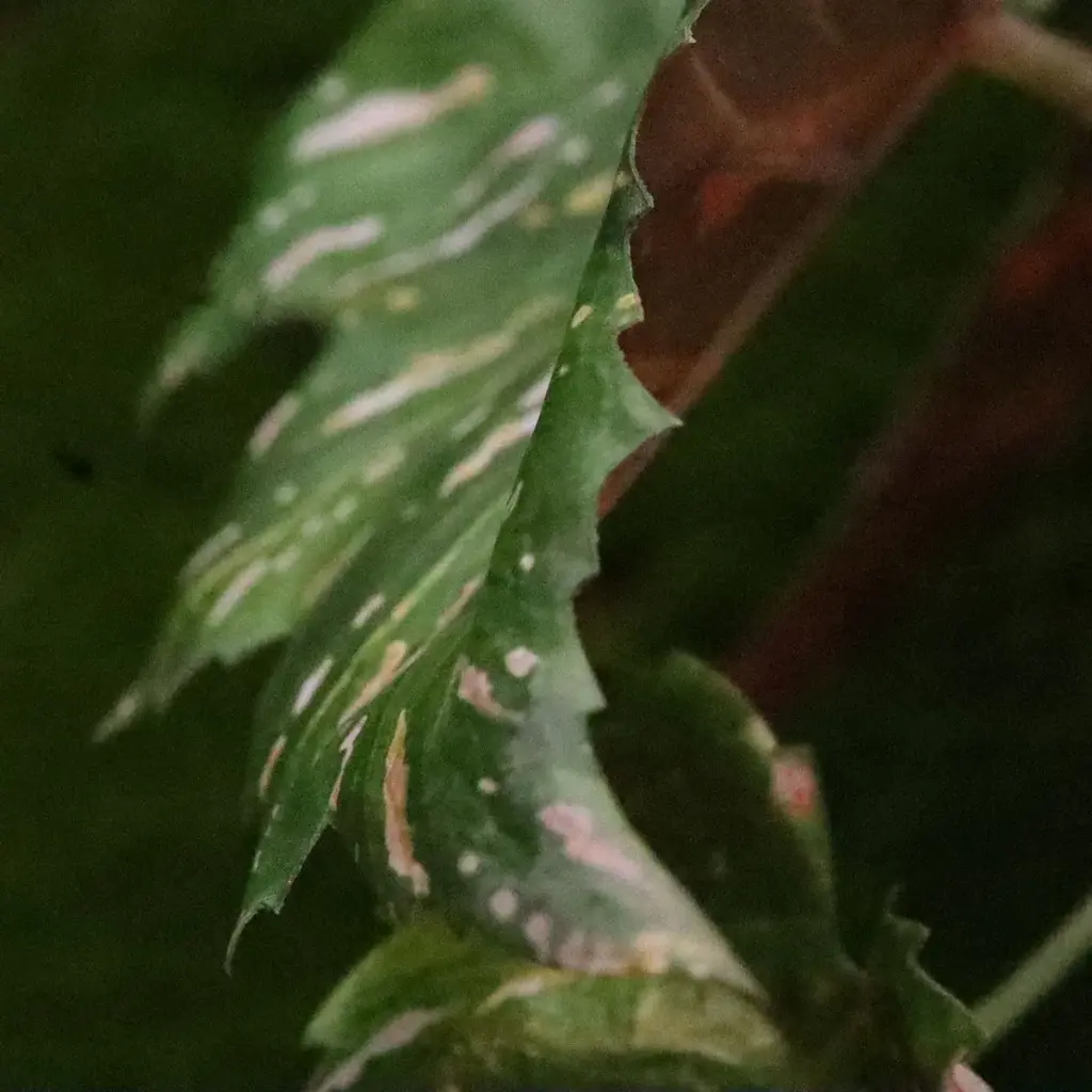 Begonia Rex Kunst hanger groen rood 40cm