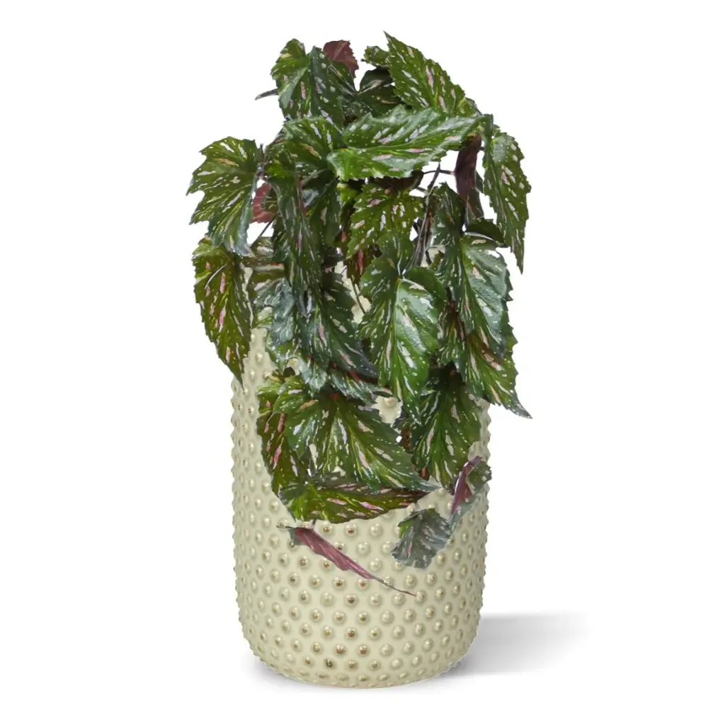 Begonia Rex Kunst hanger groen rood 40cm