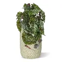 Begonia Rex Kunst hanger groen rood 40cm