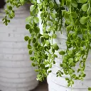 Dischidia kunst hangplant 40cm - UV bestendig