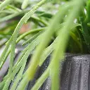 Rhipsalis Lepismium kunstplant 30cm