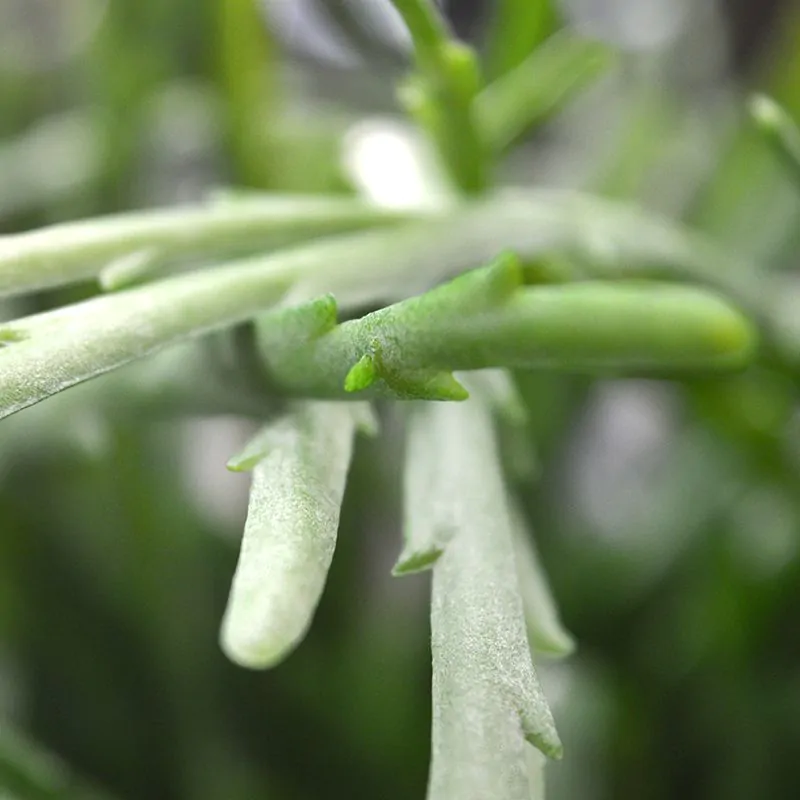 Rhipsalis Lepismium kunstplant 30cm
