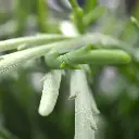 Rhipsalis Lepismium kunstplant 30cm