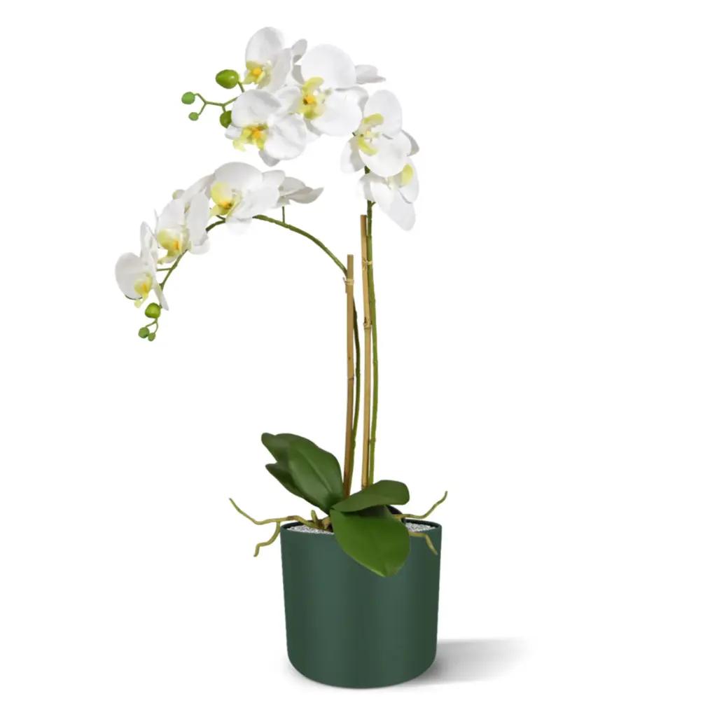 Phalaenopsis_x2 2.webp