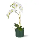 Phalaenopsis_x2 2.webp