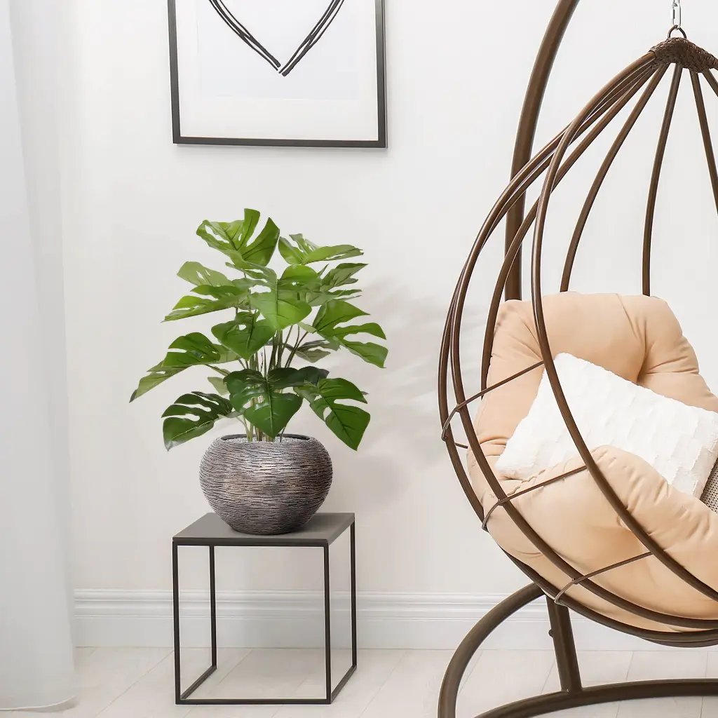 Monstera_50_2.webp