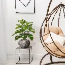 Monstera_50_2.webp