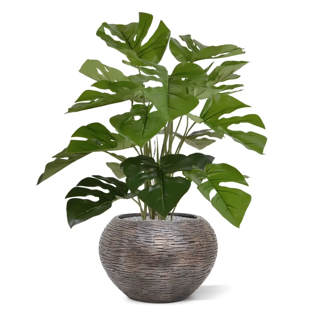 Monstera_50_3.webp