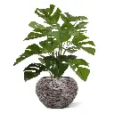 Monstera_50_3.webp
