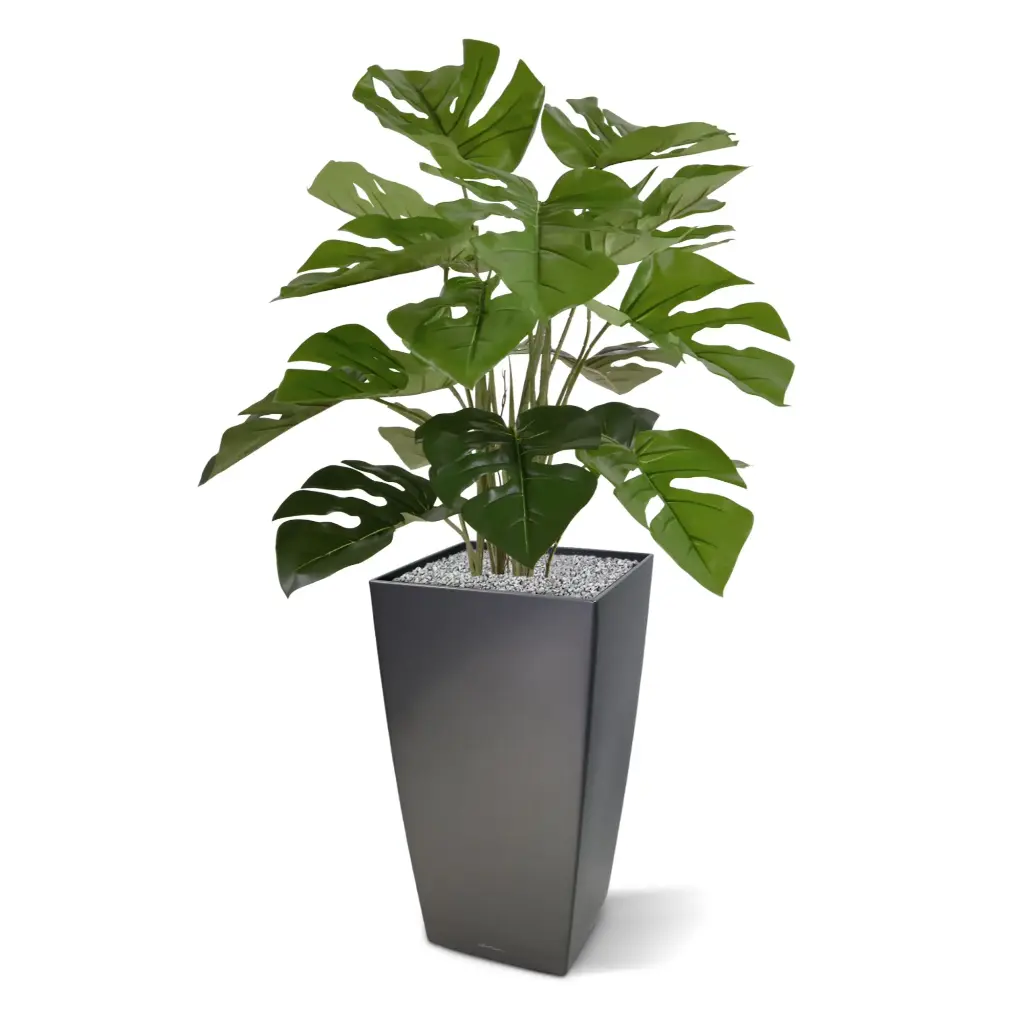 Monstera_50_4.webp