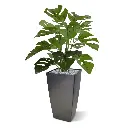 Monstera_50_4.webp