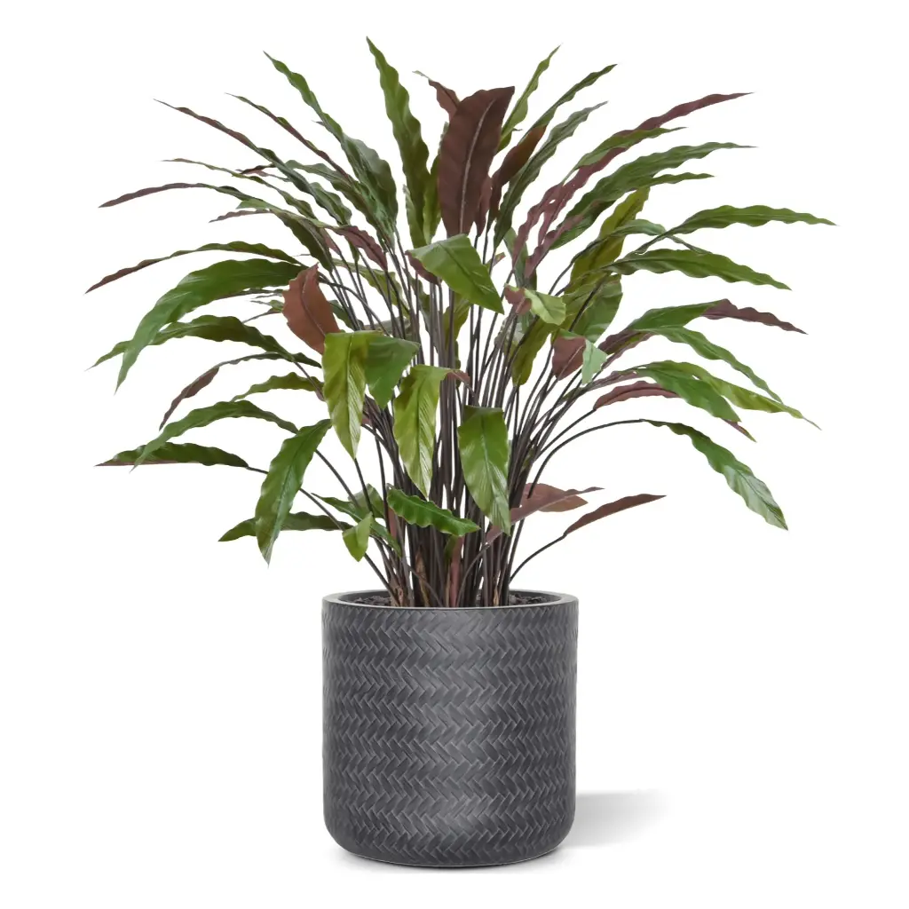 Calathea 85 4.webp