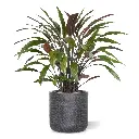 Calathea 85 4.webp