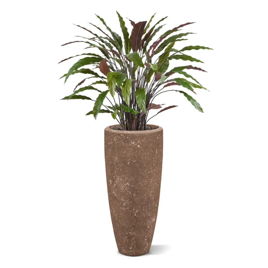 Calathea 85 3.webp