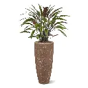 Calathea 85 3.webp