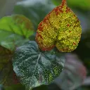 Herfstpopulier 140 2.webp