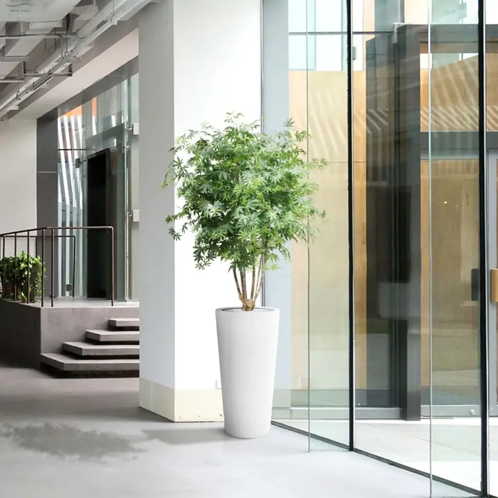 Acer maple 165 4.webp