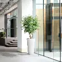 Acer maple 165 4.webp