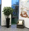 Acer maple 165 2.webp