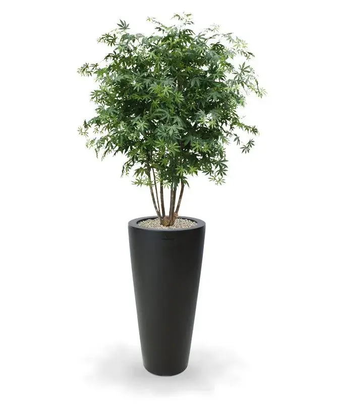 Acer maple 165 5.webp
