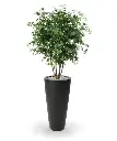 Acer maple 165 5.webp