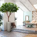Acer Maple boom 240 4.webp