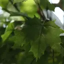 Acer Maple boom 240 2.webp