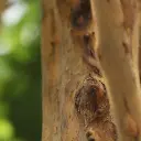 Acer Maple boom 240 3.webp
