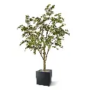 Acer kunstboom 280 5.webp