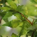 Acer kunstboom 280 3.webp