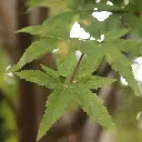 Acer kunstboom 280 2.webp