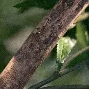 Acer boom 325 2.webp