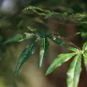 Acer boom 325 3.webp