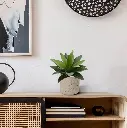 Agave 25 4.webp