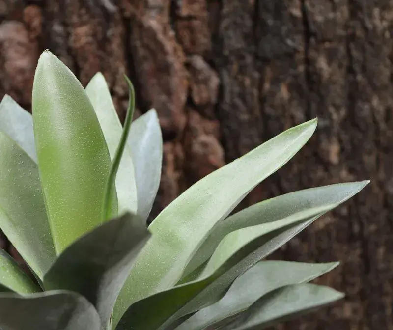 Agave 25 2.webp