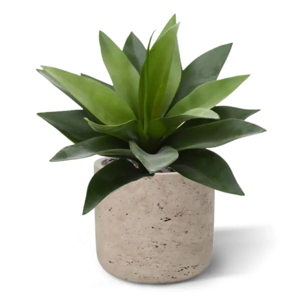 Agave 25 5.webp