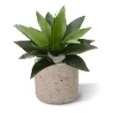 Agave 25 5.webp