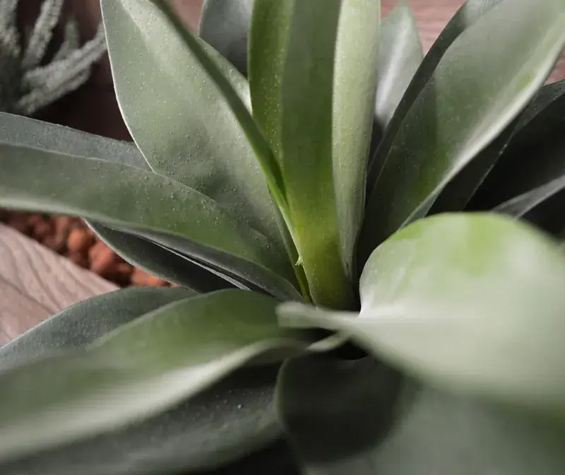 Agave 25 3.webp