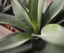 Agave 25 3.webp