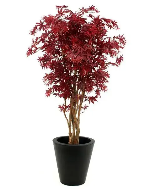 acer_burgundy_160 4.webp