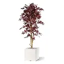 Acer_145_burgundy_3.webp