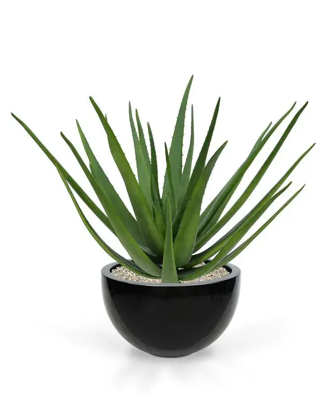 Aloe 70 3.webp