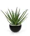 Aloe 70 3.webp