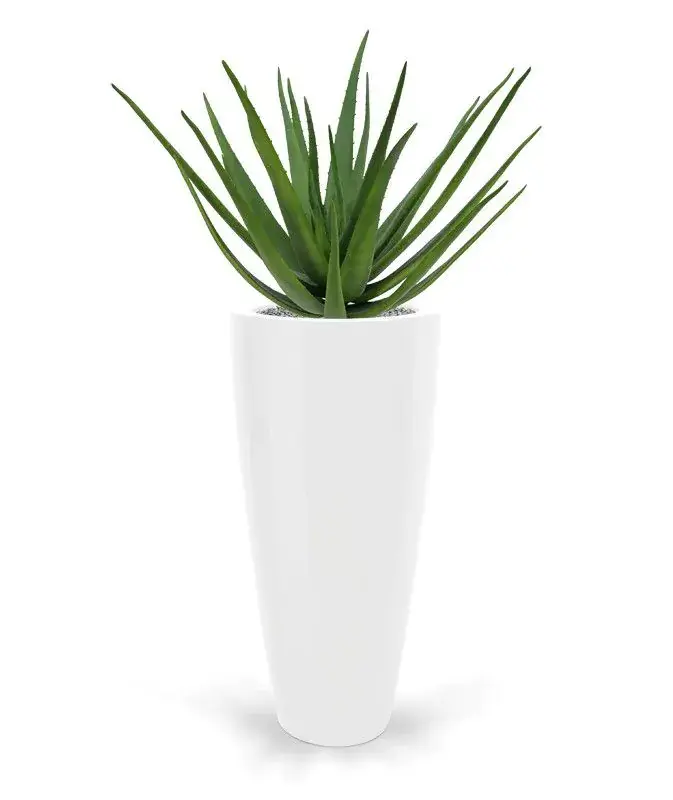 Aloe 70 2.webp