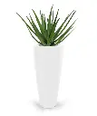 Aloe 70 2.webp