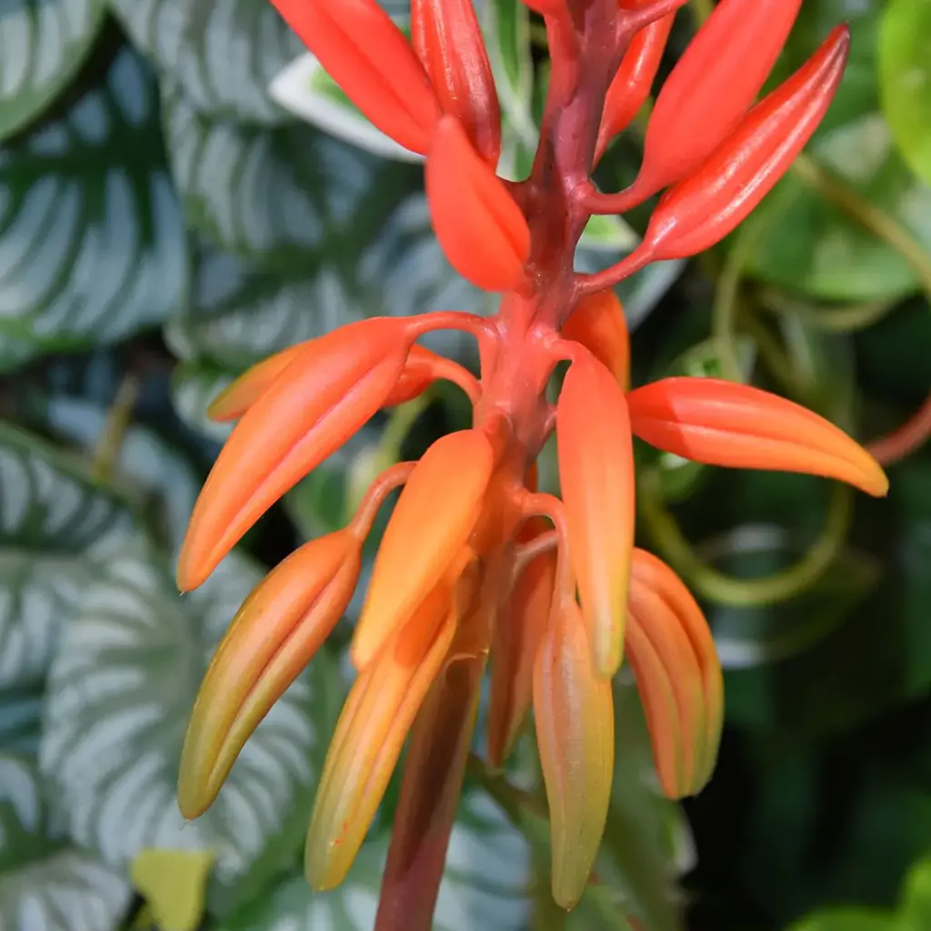 Aloe 75 2.webp