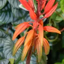 Aloe 75 2.webp