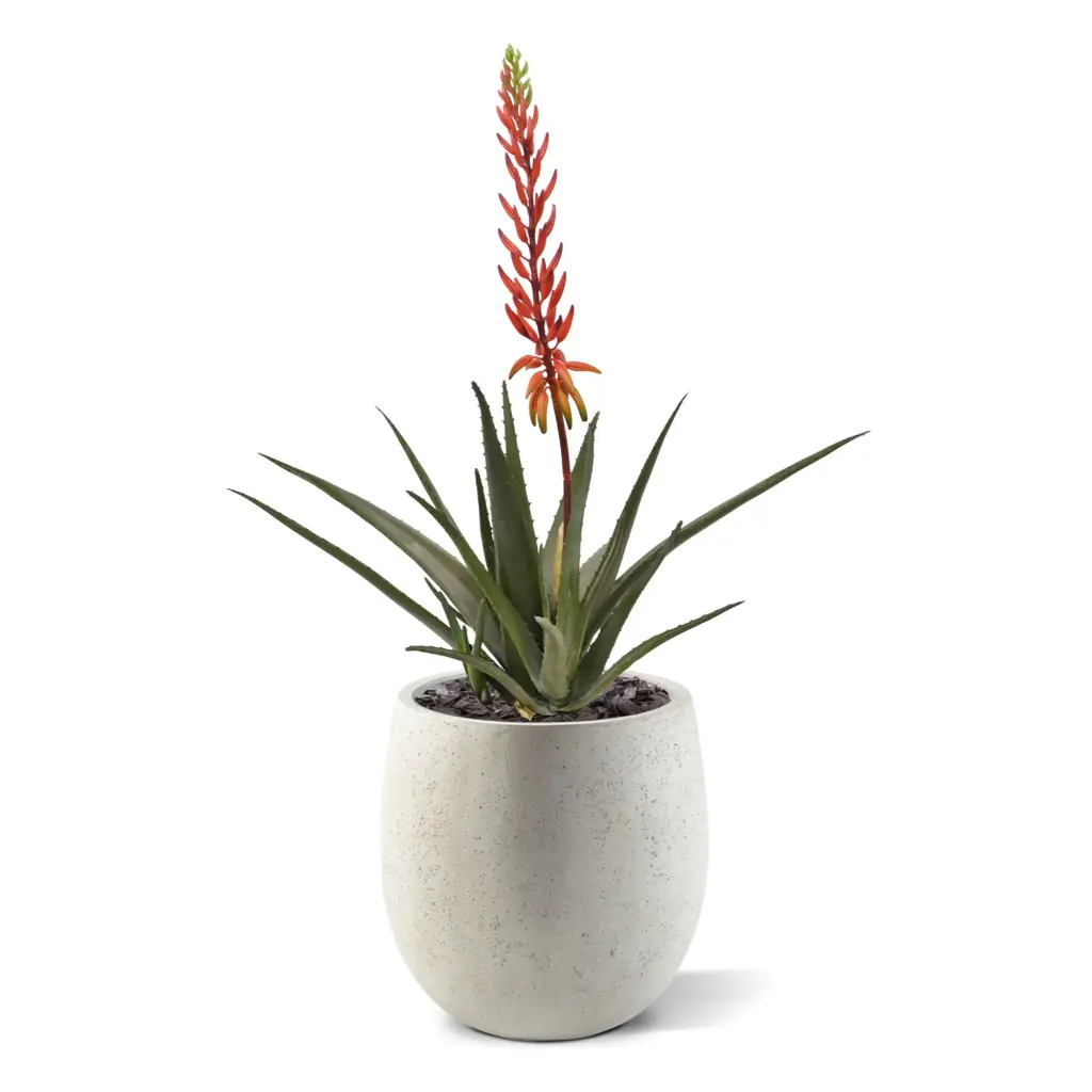 Aloe 75 5.webp