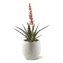 Aloe 75 5.webp
