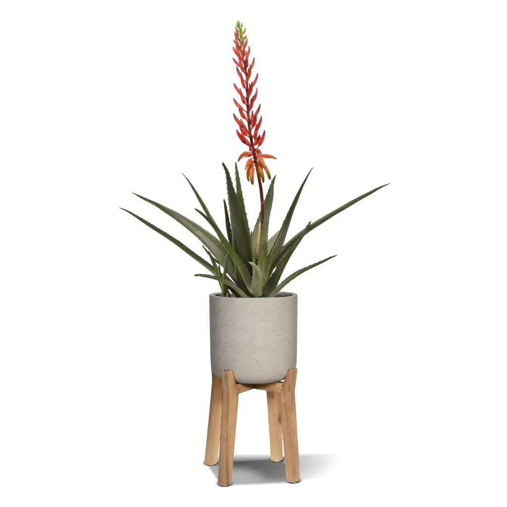Aloe 75 4.webp
